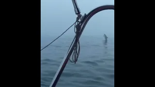 🐳 🐬 all around me!