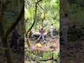 Download Lagu Gagal mengamankan buah nangka besar sampai jatuh ke tanah #nangka #jackfruit