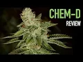 CHEM-D STRAIN REVIEW