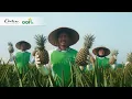Great Giant Foods - A Circular Chain of Goodness