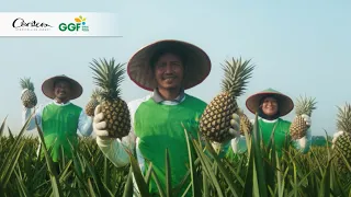 Great Giant Foods - A Circular Chain of Goodness