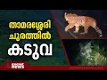 താമരശ്ശേരി ചുരത്തിലെ ഒൻപതാം വളവിന് താഴെ കടുവ ഇറങ്ങി | Tiger Fear