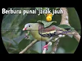 Download Lagu Kembali berburu punai‼️full Longrange BORNEO SLUG 17mk2