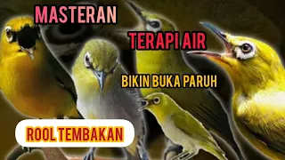 masteran pleci nasional full tembakan jeda rapet