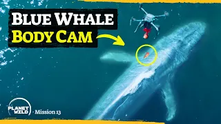 Download We're putting a body cam on a blue whale MP3