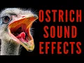 Download Lagu OSTRICH SOUND EFFECTS - Ostrich Grunting and Roaring | Maktub_ytv