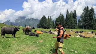 OMG पहाड़ो की चोटी पर इतनी सारी भैंसों और गाय का दूध पिया|😱😱