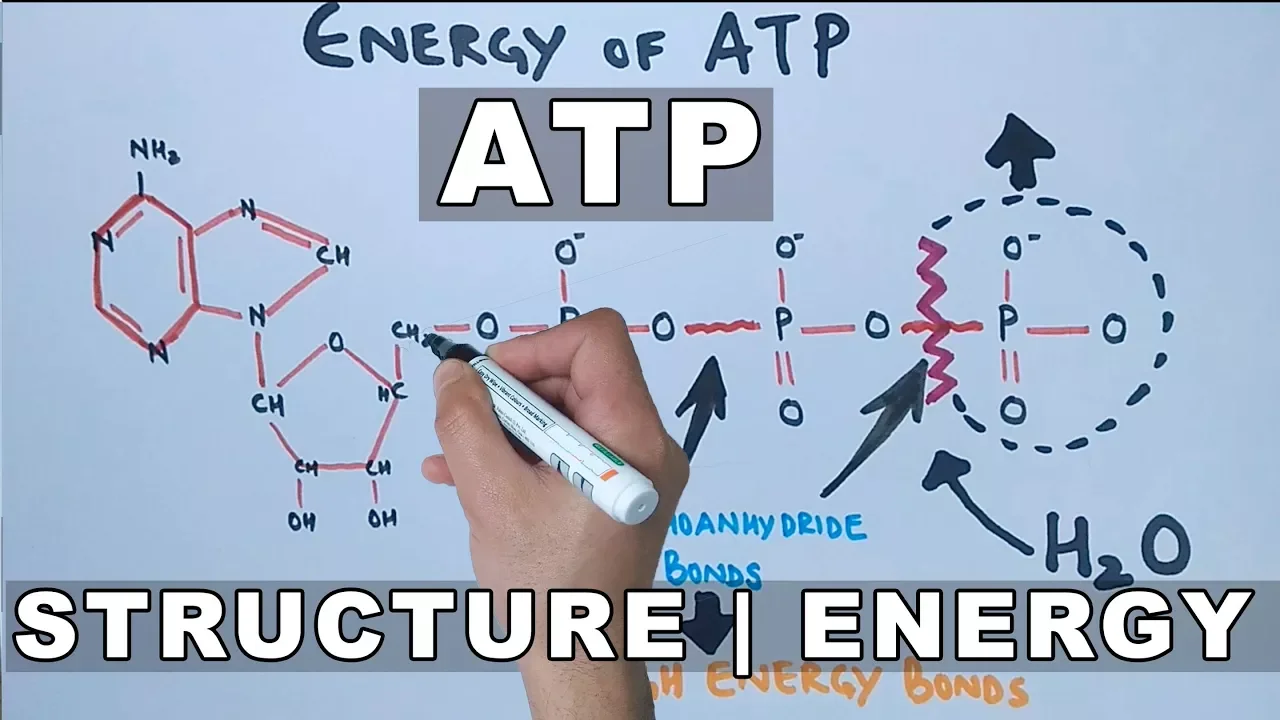 ATP Structure and Energy