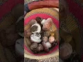 Foraging for Spring Kings Boletus rex-veris around Mount Shasta