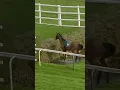 Horse does something extraordinary! #racingtv #horseracing #sport #shorts