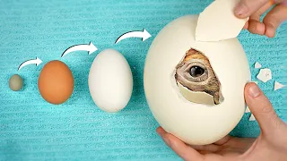 world s biggest vs smallest egg hatching experiment
