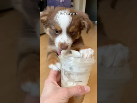 Coffee is life #cutepuppy #dogshorts