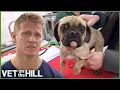 4 Hours Of Amazing Life Saving Pet Surgeries Vet On The Hill