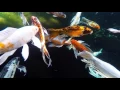 Download Lagu Beautiful Blue Ridge Butterfly Koi, Set To Meditation Music