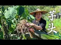Download Lagu 芋艿怎么做好吃？三种芋艿新鲜吃法，一家人直呼很下饭