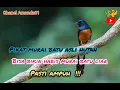 Download Lagu Pikat murai batu hutan pasti ampuh.@amanda013