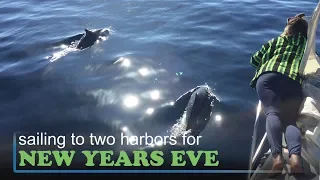 Sailing to Two Harbors with a Dolphin Escort for New Years Eve