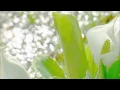 ラフマニノフ: ピアノ協奏曲第2番 ハ短調 Op.18：第3楽章［ナクソス・クラシック・キュレーション #元気］