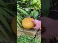 Download Lagu The £30 rain drum🎶🤩#rain #raindrum #garden #fyp #instruments