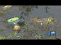 Trash takeover in Newport News lake