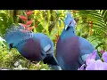 Deep Forest Bird Sounds & Soft Rain: Nature Healing Therapy to Release Anxiety & Reset Your Mind 🌧️