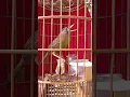 Burung wambi bongkar isian suara unik