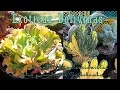 Download Lagu Hermosas suculentas COCHABAMBA BOLIVIANAS.