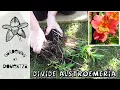 Download Lagu 3 Tips for Dividing Alstroemeria, Peruvian Lilies || Quick \u0026 Easy Guide