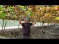 Download Lagu How Kiwi Fruits Growing |Taste of Red kiwi | kiwi Plantation Timing|Kiwi Farming Best timing