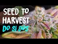 Do Si Dos Seed to Harvest Grow Review from Seedstockers Strain Review Home Grow TV