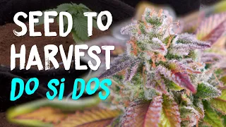 Download Do Si Dos Seed to Harvest Grow Review from Seedstockers | Strain Review | Home Grow TV MP3