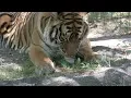 Big Cats Get Green Popsicles
