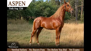 Aspen - 5-Year-Old Registered TWH Gelding 1 000 Colorado Mountain Miles