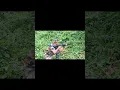 Download Lagu Indian army | Ghatak Commando ☠️#shorts #commando #firing