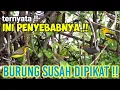 Download Lagu Ini Alasannya !!Burung Dipikat Susah Turun Dan Gak Mau Mendekat Kepulut