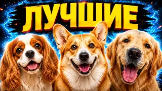 10 лучших пород собак для новичков