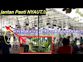 Download Lagu KICAU kesukaan JURI!!!|  sirtu jantan gacor ini COCOK SEBAGAI pancingan sirtu jantan gacor SEKETIKA