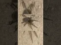 The Speed Demons Wolf Spider Facts
