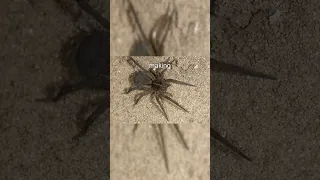 The Speed Demons Wolf Spider Facts