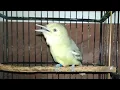 Download Lagu Suara Burung Sirtu/Cipoh Betina Memanggil Lawan