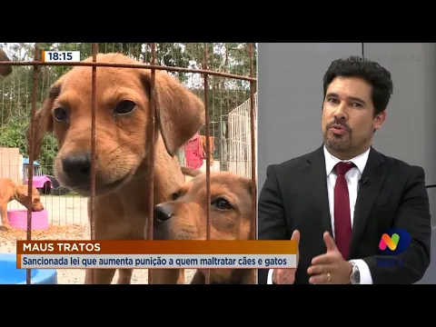 Maus tratos: Sancionada lei que aumenta punição a quem maltratar cães e gatos