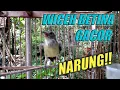 Download Lagu WICEH / KOLIBRI KELAPA BETINA GACOR | MASTERAN HANDAL MURAI BATU DAN CUCAK IJO