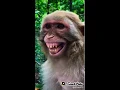 Lagu Monyet ketawa ngakak#shorts