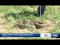 Registration open for 2025 Florida Python Challenge with 25K in prizes offered