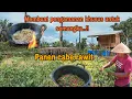 Download Lagu MEMBUAT PENGAMANAN KHUSUS UNTUK SEMANGKA..!! PANEN CABE RAWIT PESANAN