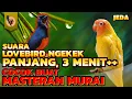 Download Lagu LOVEBIRD NGEKEK PANJANG UNTUK MASTERAN MURAI BATU, CUCAK IJO, DLL