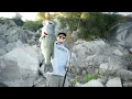 Swimbait Underground X Rago Baits D3R
