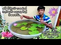 Download Lagu Let's maintain the water lilies properly and grow big flowers, Let's maintain inside a cement ball