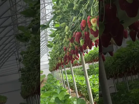 Menanam Strawberry bertingkat