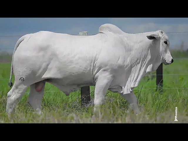 Garrote Nelore GLMP - 1815